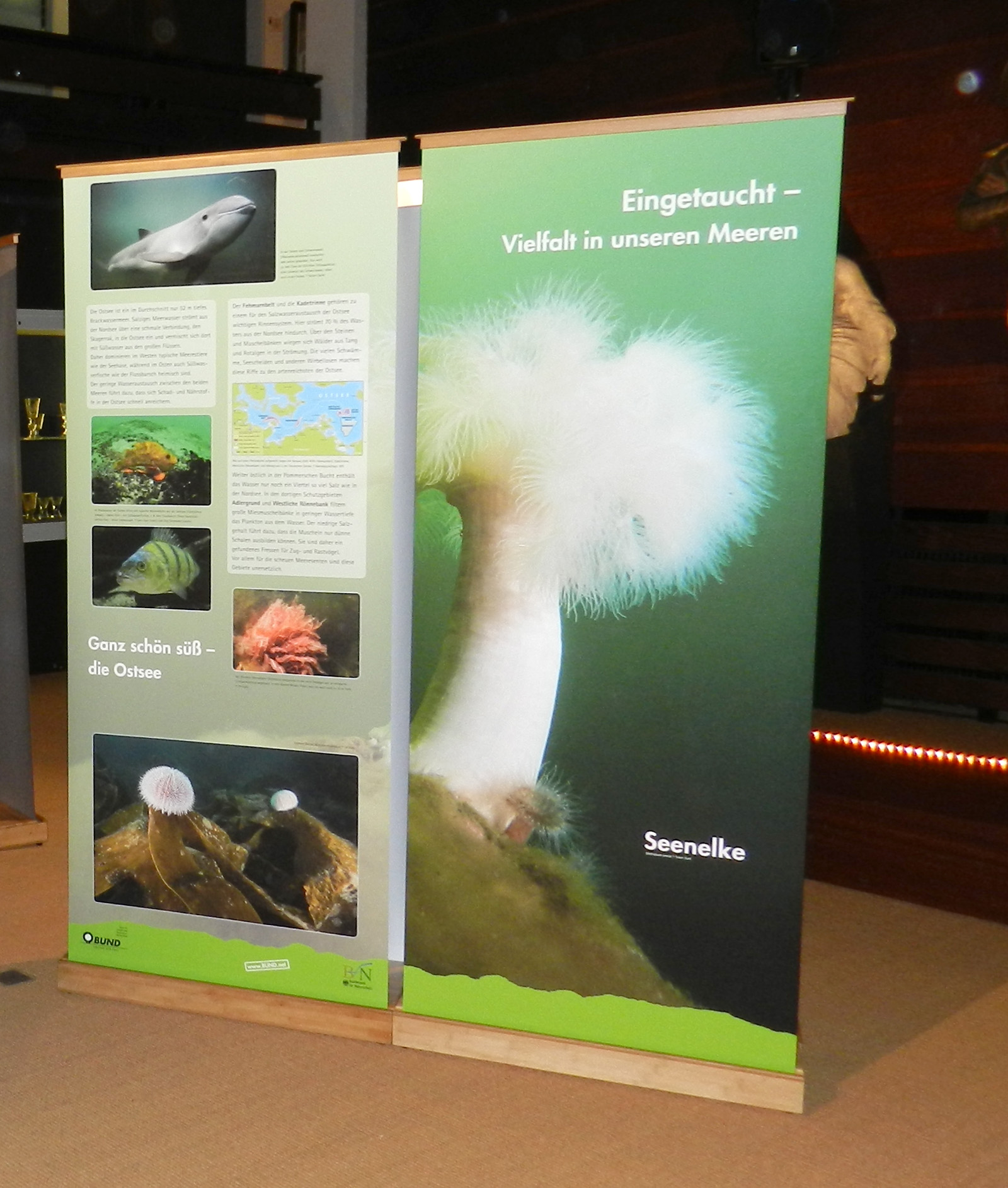 Rollups mit Fotodruck